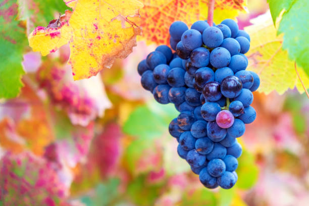 istock Vineyards in autumn in Rioja. Spain 870622242