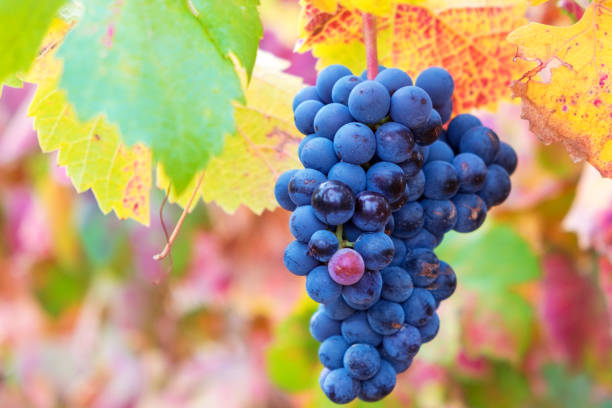istock Vineyards in autumn in Rioja. Spain 870622268