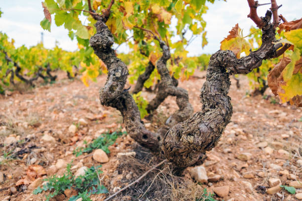 Vineyards in autumn in Rioja. Spain