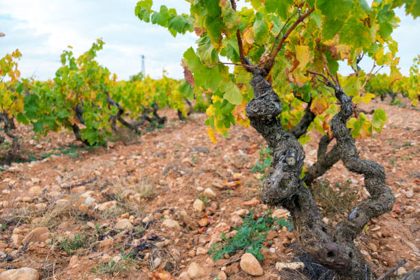 istock Vineyards in autumn in Rioja. Spain 870622308