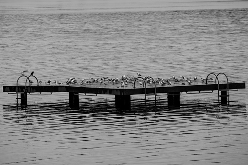 A dock full of seagulls.