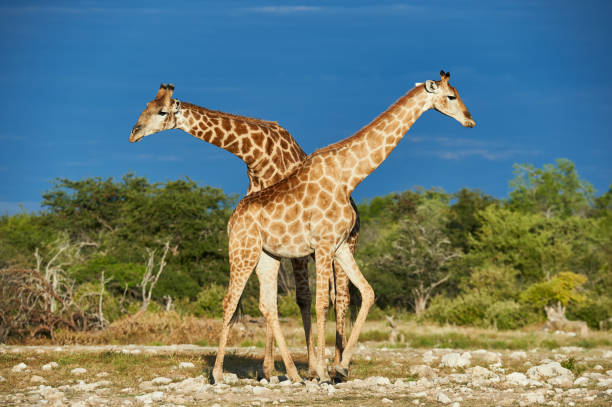istock Two giraffes cross in the savannah. 870625228