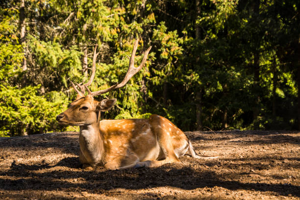 istock Deer on the ground looking at the surroundings.  Cervus elaphus. 870625696