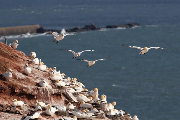 istock Northern gannet, (Sula bassana), mating season, Schleswig-Holstein, Heligoland, Germany 870629068