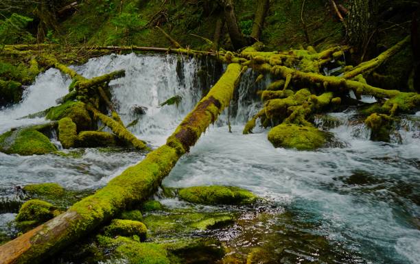 Wild Willamette Forest Creek North-Central Oregon's Cascade Range. willamette national forest stock pictures, royalty-free photos & images