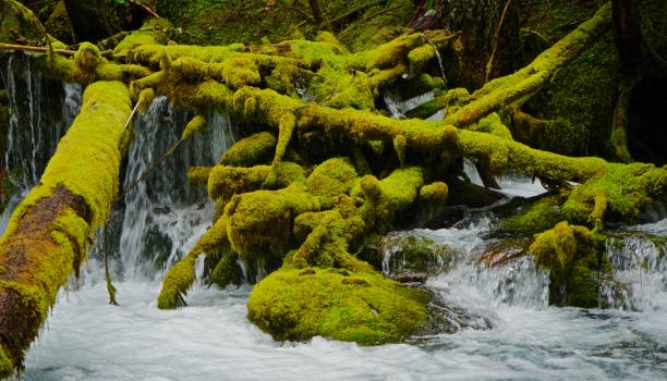 Willamette Rainforest Moss North-Central Oregon's Cascade Range. willamette national forest stock pictures, royalty-free photos & images