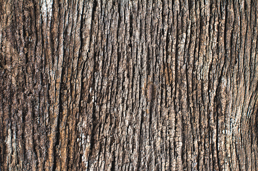 Abstract background surface is uneven and rutted, rough wood of old.Old Wood Texture.