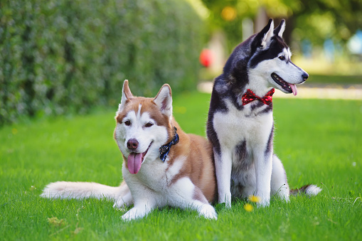 Two obedient Siberian Husky dogs wearing bow ties and posing together on a green grass in summer