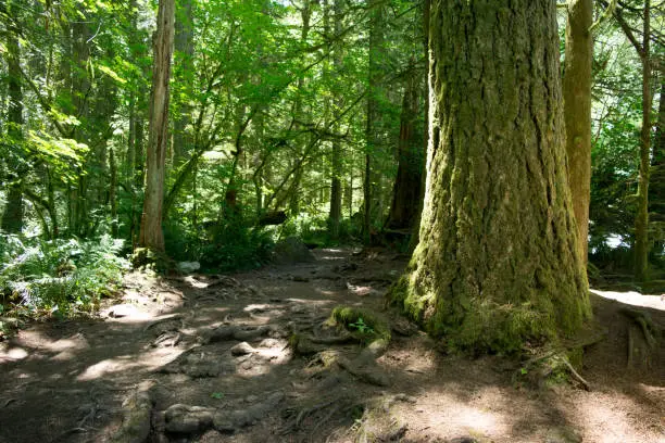 A large Douglas Fir tree stands beside the trail.