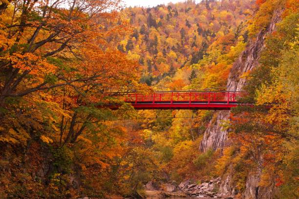 istock Futami Suspension Bridge in late autumn 870649592