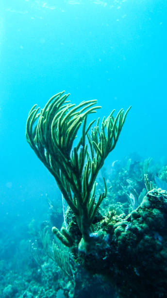 istock Underwater Reef in the Bahamas 870654994