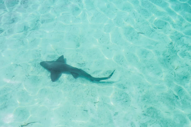 istock Nurse Shark, Abaco Island, Bahamas 870655306