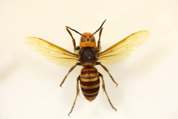 Asian or Japanese giant hornet (Vespa mandarinia) isolated