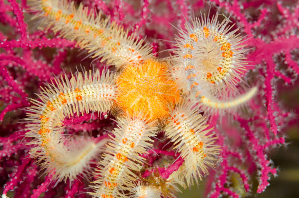 Brittle Star Brittle star feeds on a red gorgonian sea fan at Anacapa Island, California. anacapa island stock pictures, royalty-free photos & images