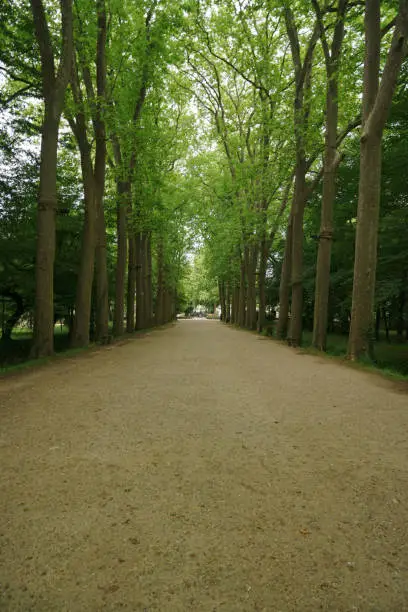 an walking entrance to Chenonceau Chateau with green trees on both sides