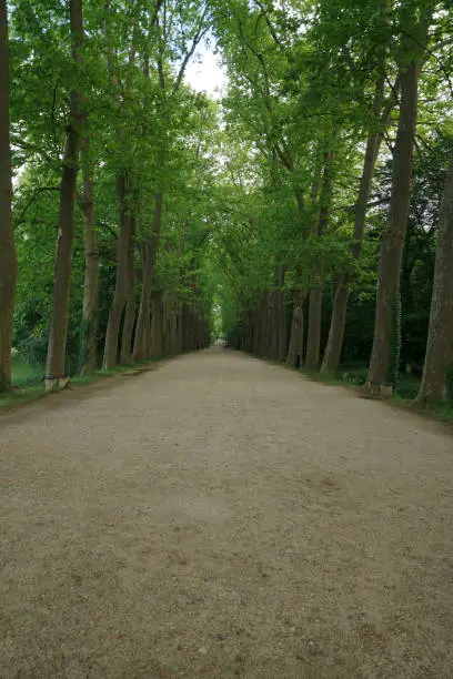 an walking entrance to Chenonceau Chateu with green trees on both sides