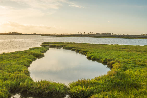 istock Bolsa Chica Wetlands, Huntington Beach 870664402