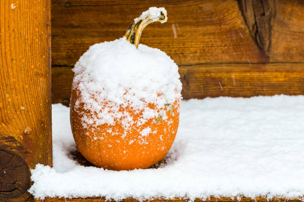 Pumpkin covered in snow