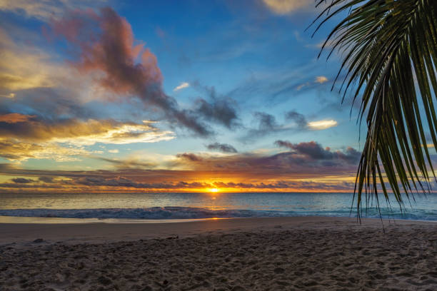 istock looking through palm leaf at sunset at anse georgette,praslin,seychelles 21 870667948