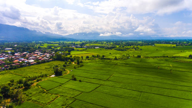 istock Aerial view of a rice fields in Thailand. 870673658