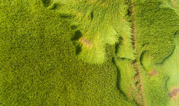 istock Aerial view of a rice fields in Thailand. 870673936