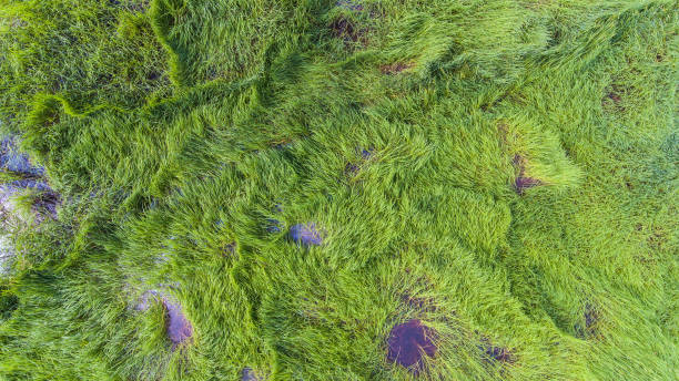 istock Aerial view of a rice fields in Thailand. 870673988