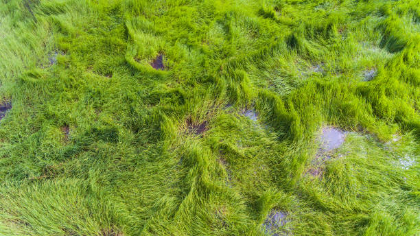 istock Aerial view of a rice fields in Thailand. 870674036