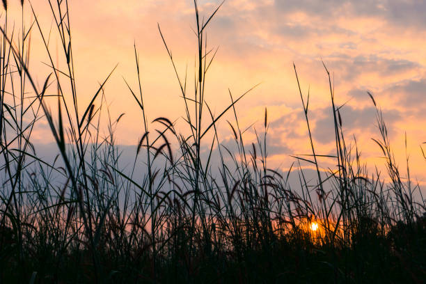 istock Flora grasses in the soft breeze. 870674228