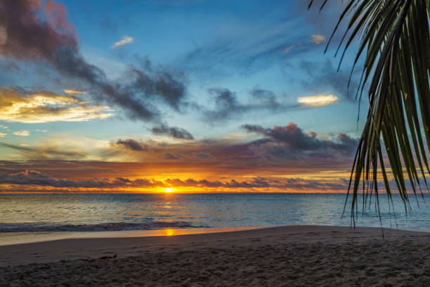 istock looking through palm leaf at sunset at anse georgette,praslin,seychelles 23 870676774