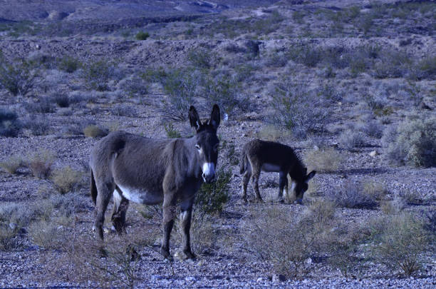 istock Wild burros in Mojave desert 870678888