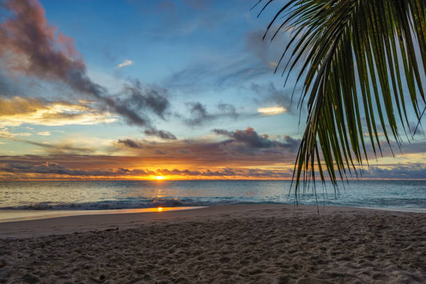 istock looking through palm leaf at sunset at anse georgette,praslin,seychelles 25 870678940