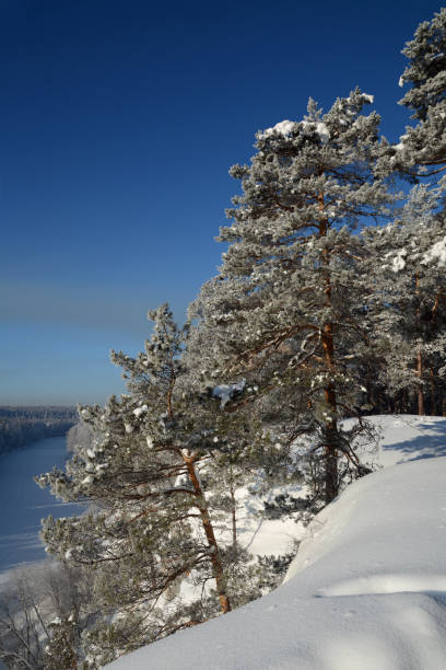 istock Frozen trees in the winter forest. 870679126