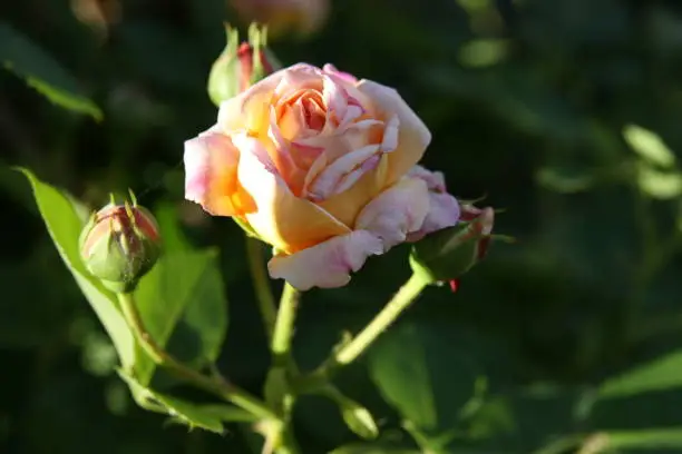 flowering garden rose
