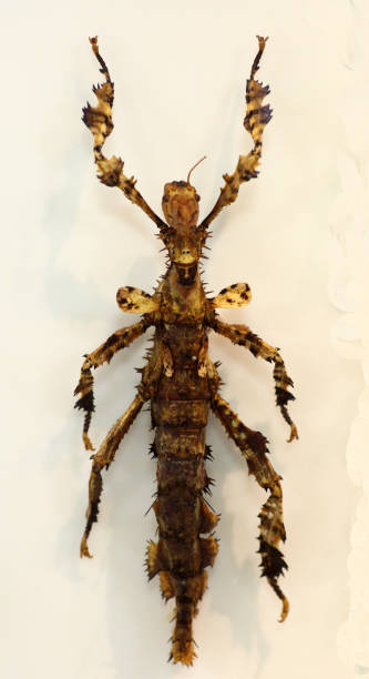 istock Extatosoma popa carlbergi stick insect isolated 870681894