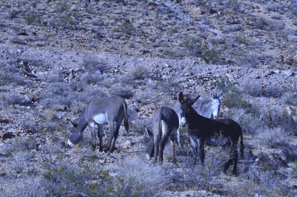 istock Wild burros in Mojave desert 870688782