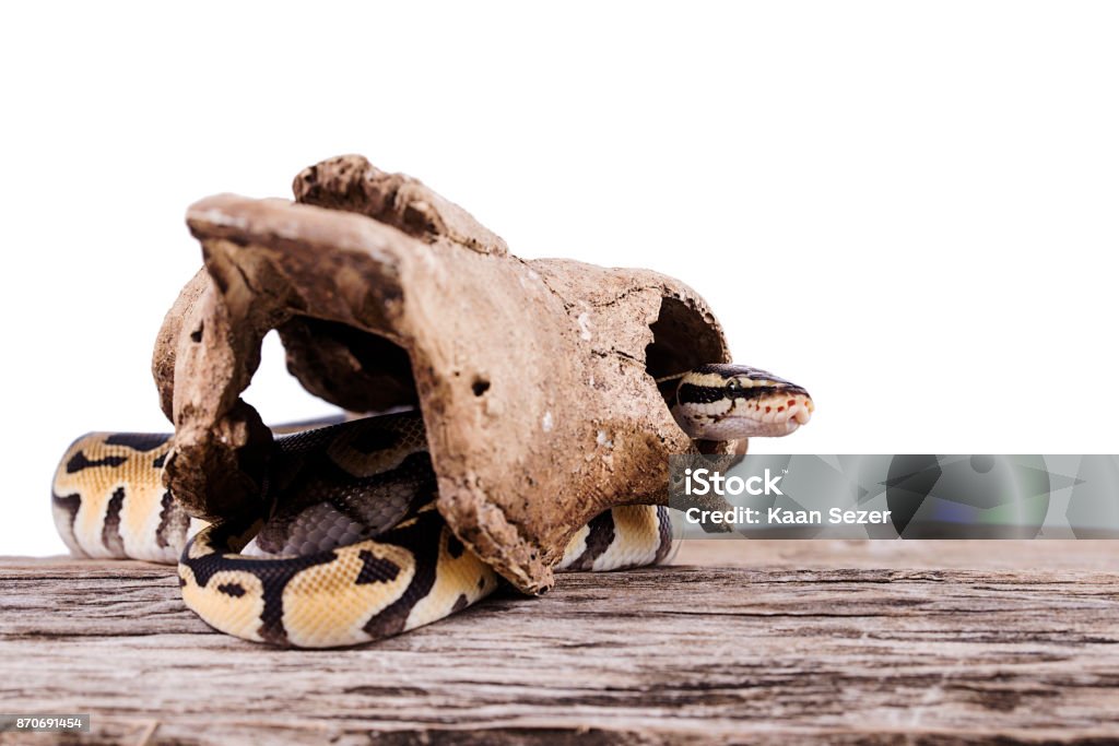 Ball Python Uhd Walpaper Ball Python Isolated White Background Stock Photo - Download Image Now ...