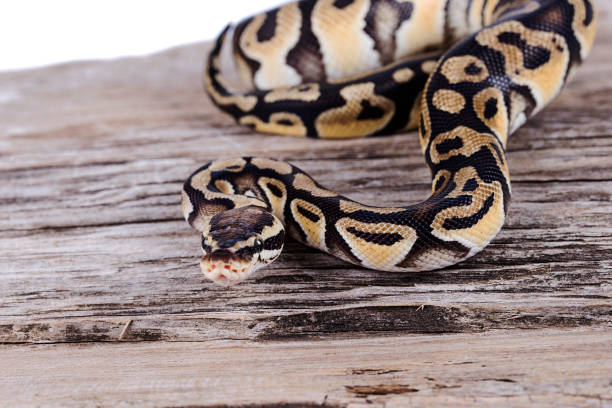 ball python na tle naturalnego drewna - snake animal young animal crawling zdjęcia i obrazy z banku zdjęć