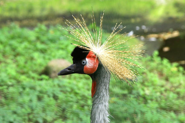 East African Crowned Crane Balearica regulorum gibbericeps wild bird