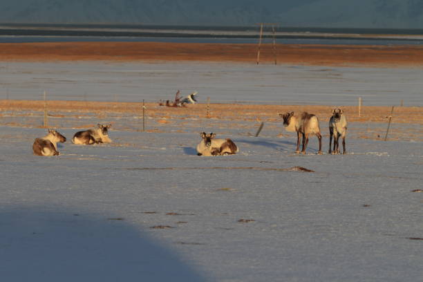 istock Reindeer, Caribou,Iceland 870697380