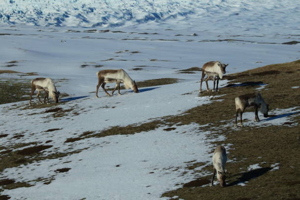 istock Reindeer, Caribou,Iceland 870697842