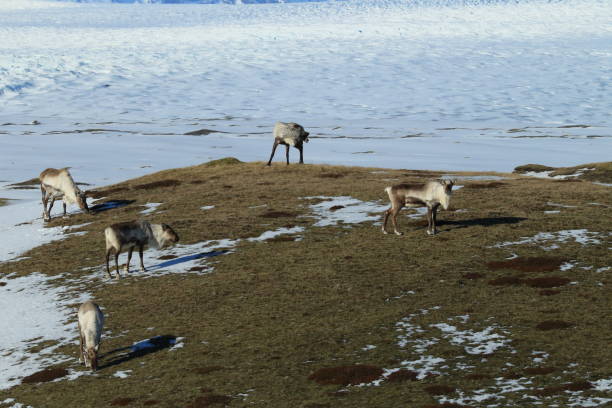 istock Reindeer, Caribou,Iceland 870698036