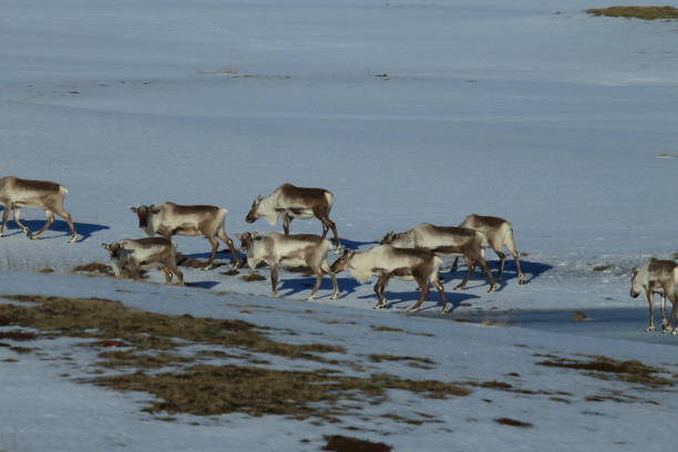 istock Reindeer, Caribou,Iceland 870700704