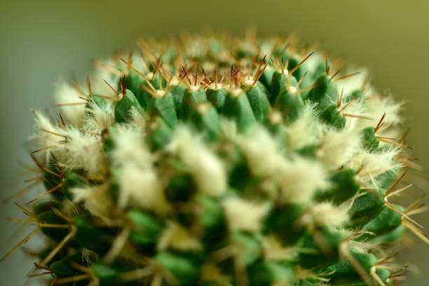 istock Close-up Cactus with flower 870700786