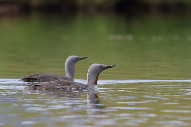 istock red-throated loon (North America) or red-throated diver (Britain and Ireland) Iceland 870700836