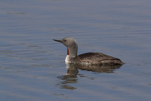 red-throated loon (North America) or red-throated diver (Britain and Ireland) Iceland