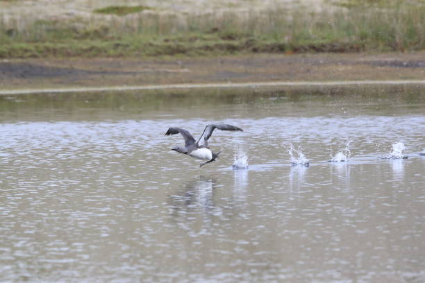 istock red-throated loon (North America) or red-throated diver (Britain and Ireland) Iceland 870701162
