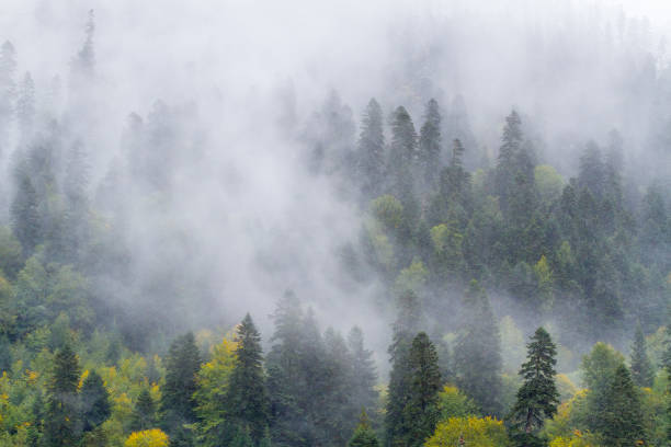 istock Fir-tree forest (wood) in mountain area by an autumn morning covered by mist (fog) 870701280