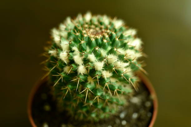 istock Close-up Cactus with flower 870703964