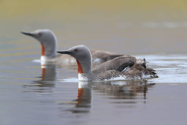 red-throated loon (North America) or red-throated diver (Britain and Ireland) Iceland