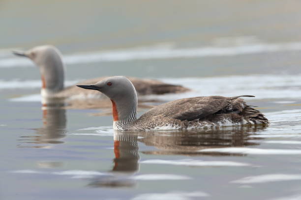 istock red-throated loon (North America) or red-throated diver (Britain and Ireland) Iceland 870704354
